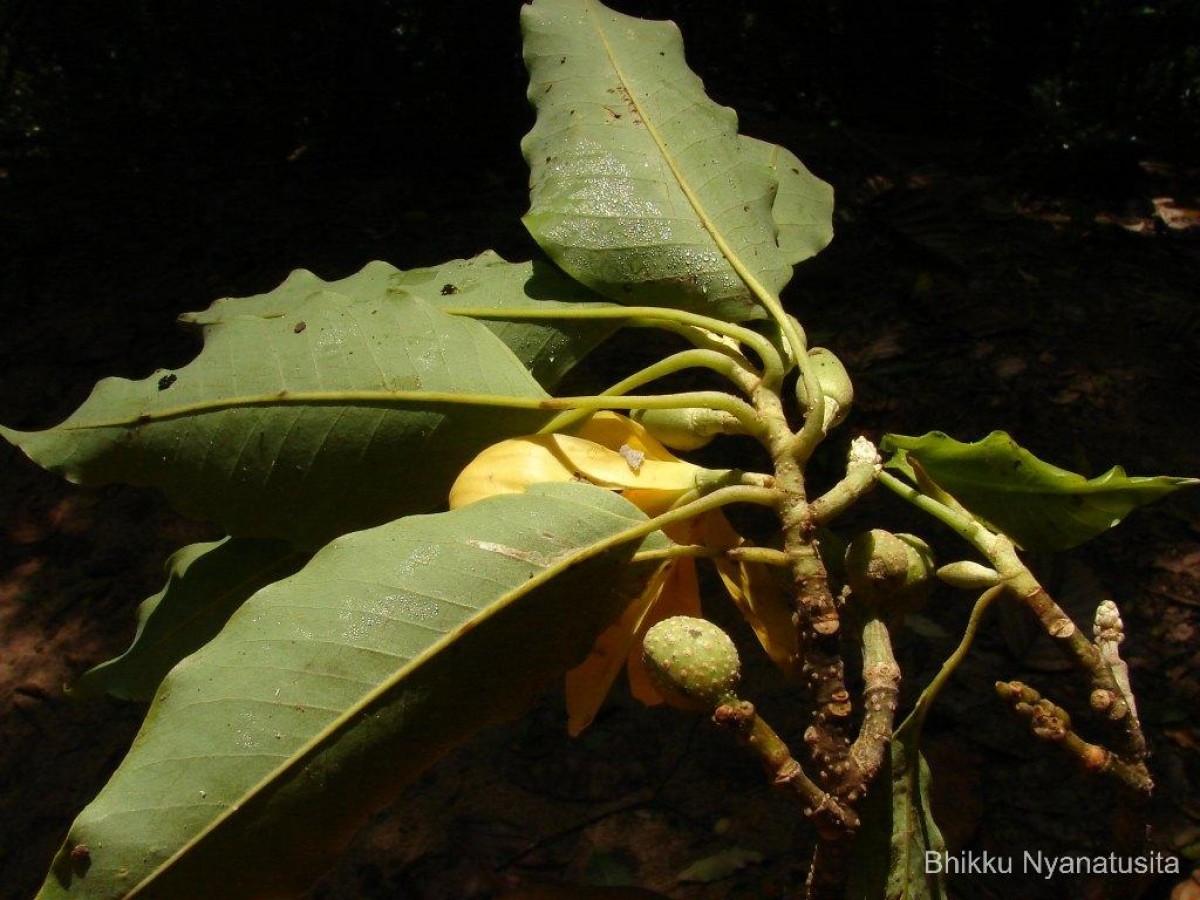 Magnolia champaca (L.) Baill. ex Pierre